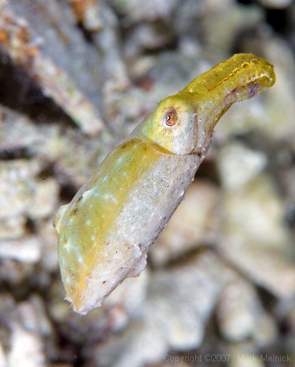 Bobtail Squid