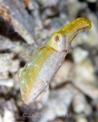 Bobtail Squid