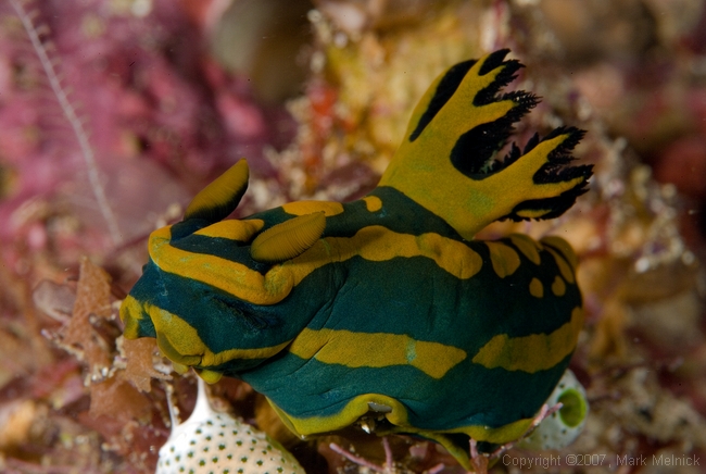 Nudibranch