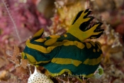 Nudibranch