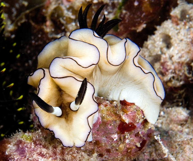 Nudibranch