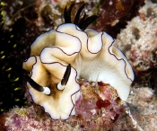 Nudibranch