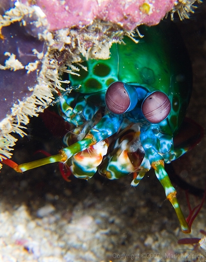 Mantis Shrimp