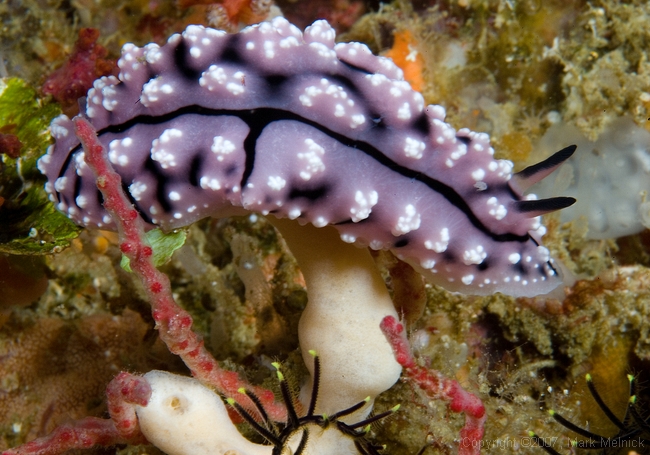 Nudibranch