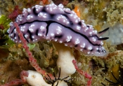 Nudibranch