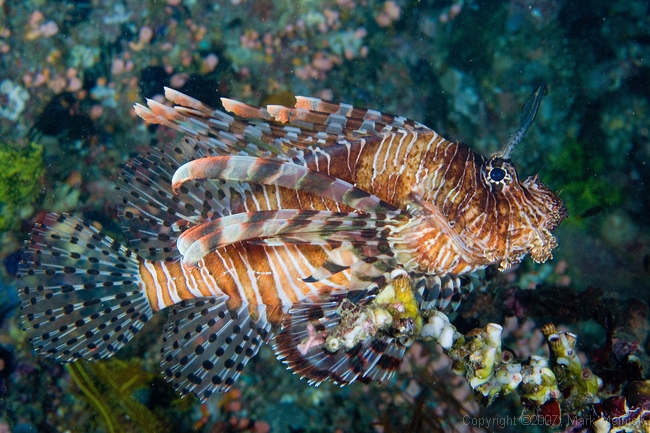 Lionfish