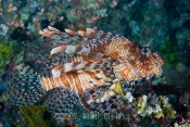 Lionfish