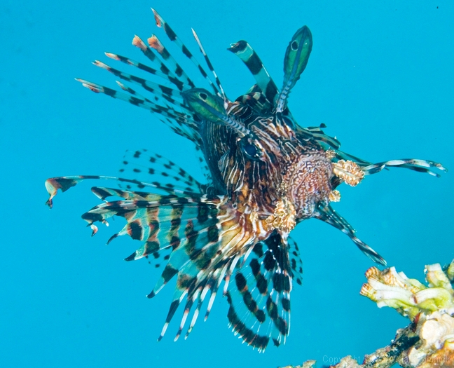 Lionfish