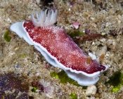 Nudibranch