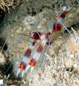 Banded Coral Shrimp