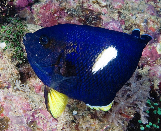 Keyhole Angelfish