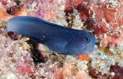 Posoble Blenny?