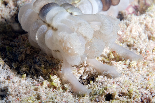 Bearded Sea Cucumber