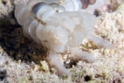 Bearded Sea Cucumber