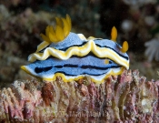 Nudibranch