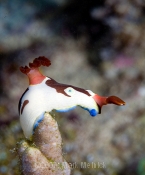 Nudibranch