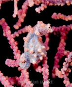 Pigmy Seahorse