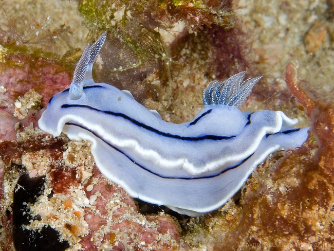 Nudibranch