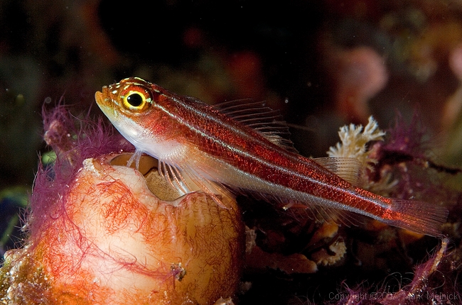 Blenny