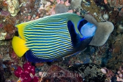 Emperor Angelfish