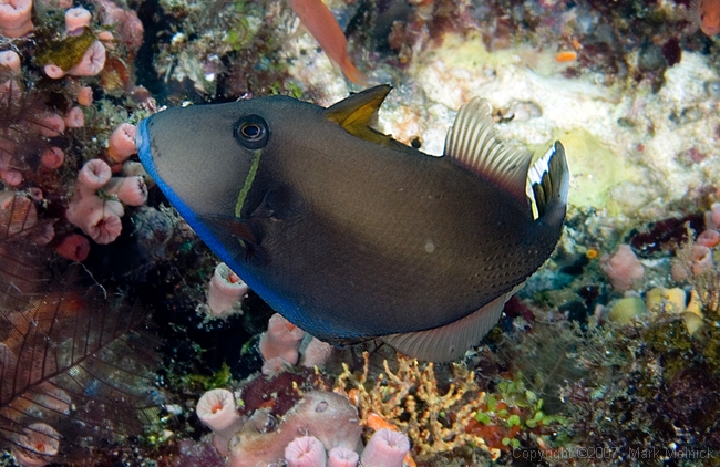 Triggerfish