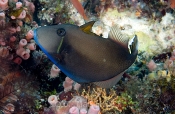 Triggerfish