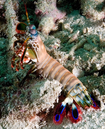 Mantis Shrimp