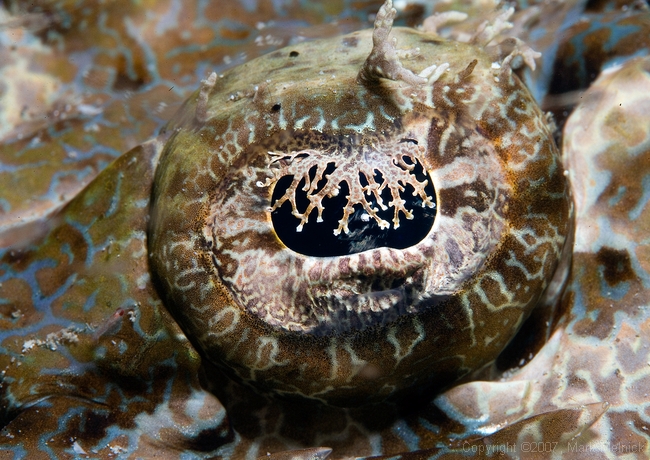 Crocodile Flathead Eye