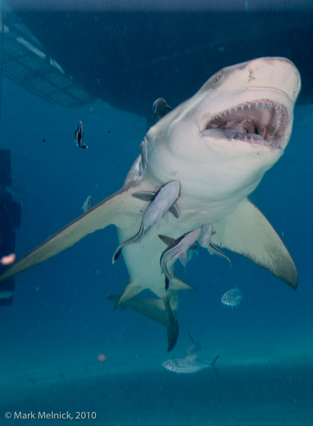 Lemon Shark Getting Tickeled