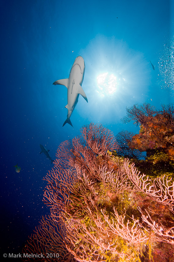 Reef Shark