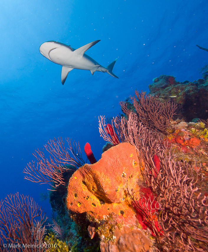 Reef Shark