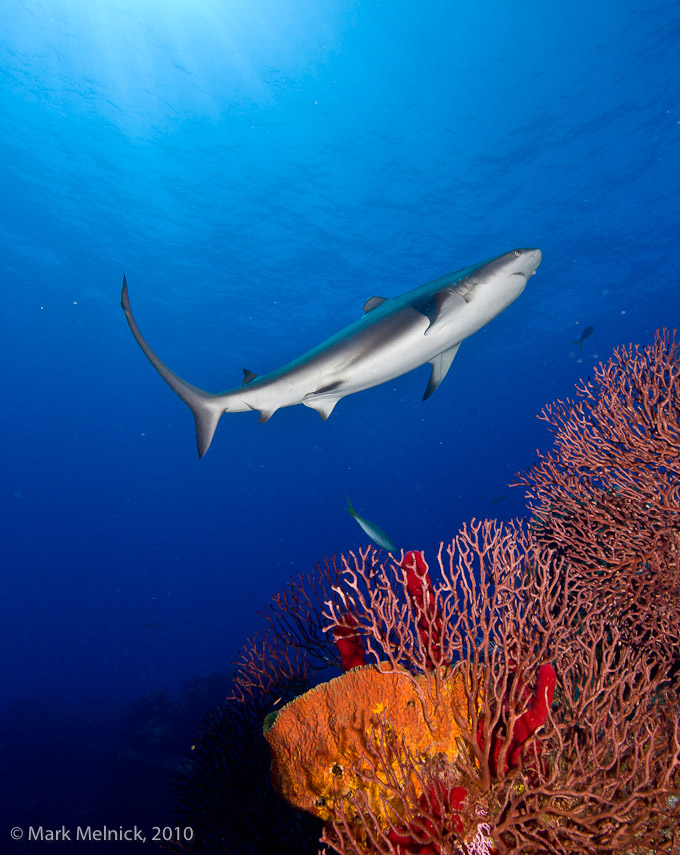 Reef Shark