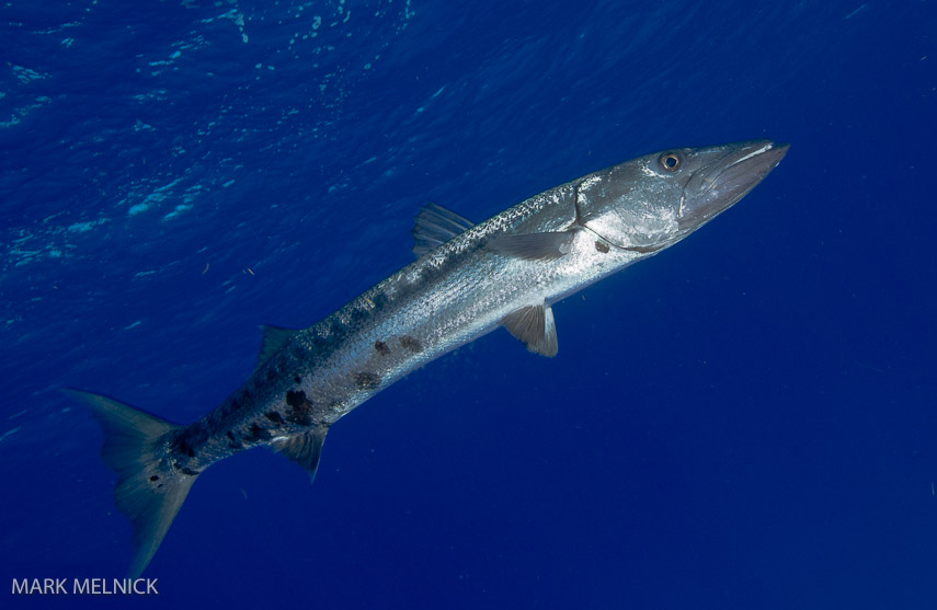 Barracuda