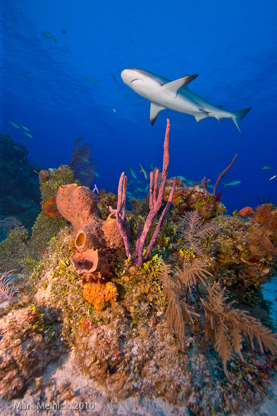 Reef Shark