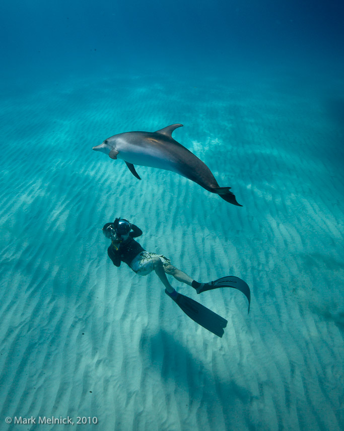 Posing Dolphin