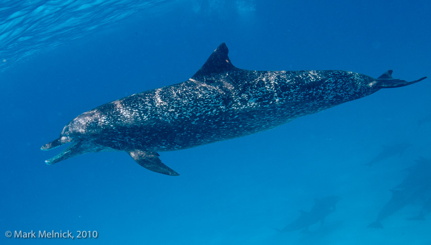 Atlantic Bottlenose Dolphine