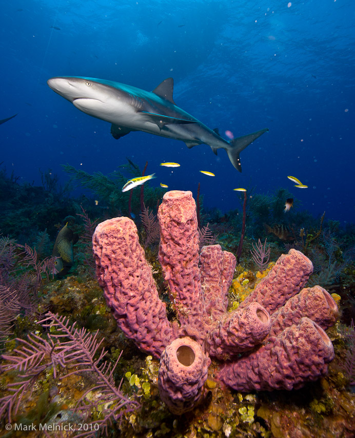 Reef Shark