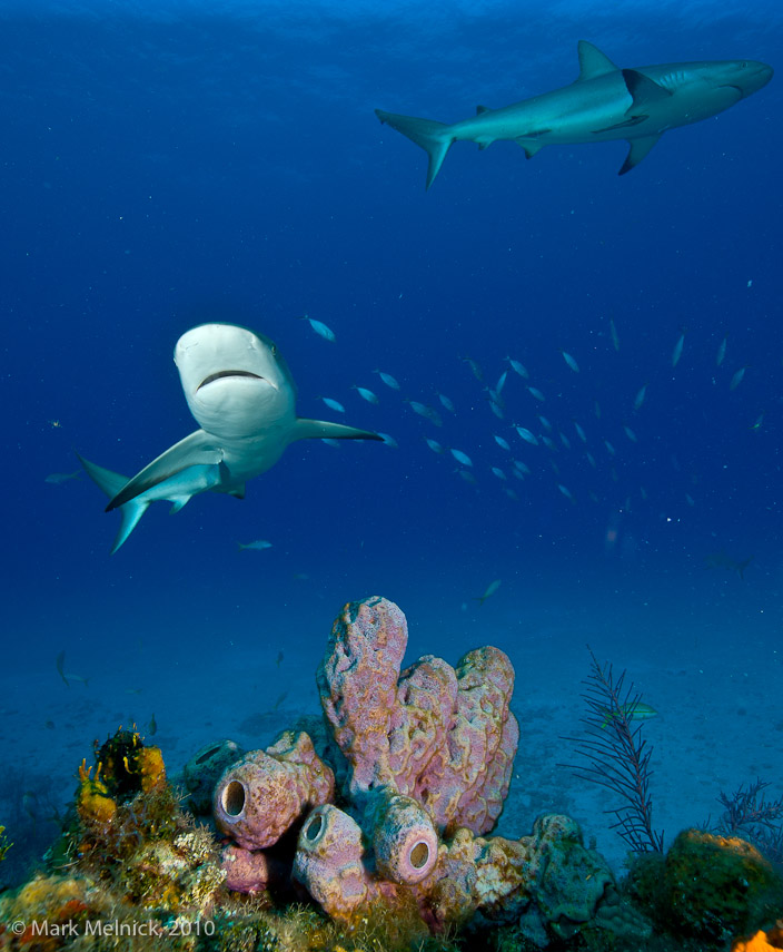 Reef Shark