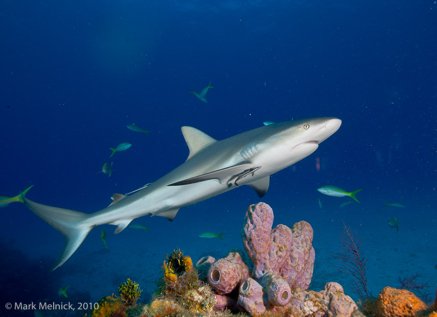 Reef Shark