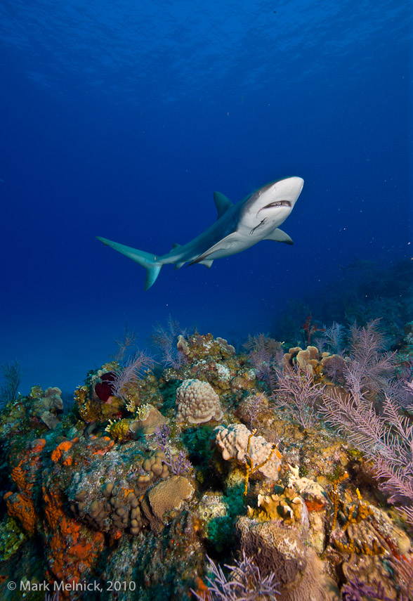 Reef Shark