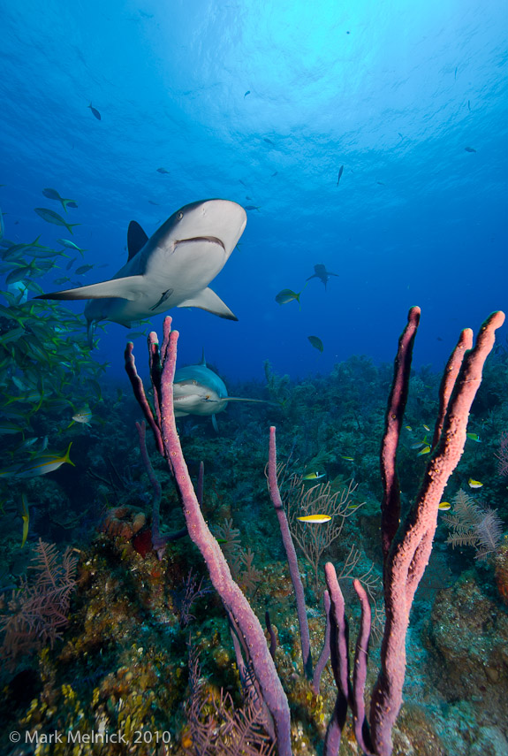 Reef Shark