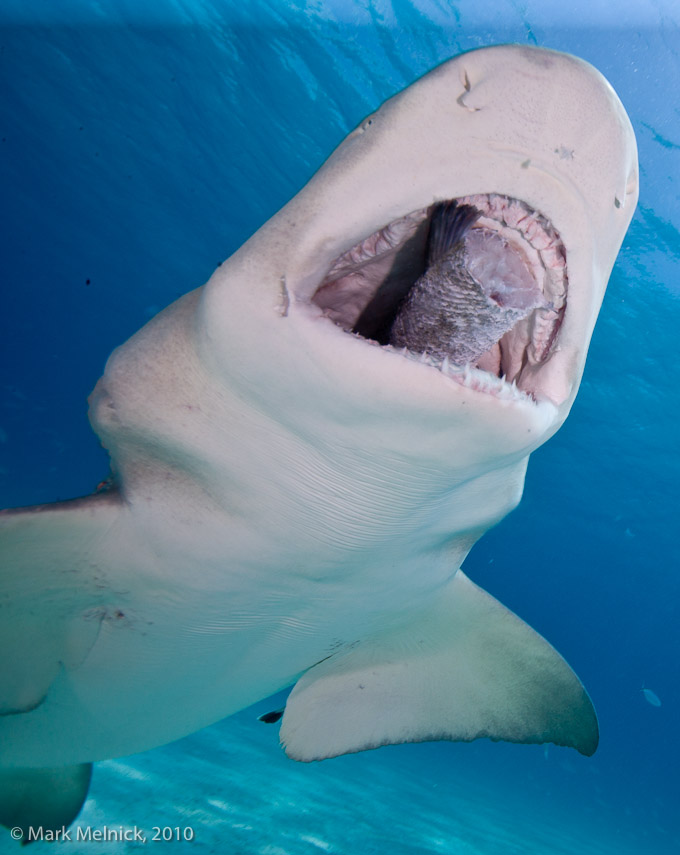 Lemon Sharks Meal