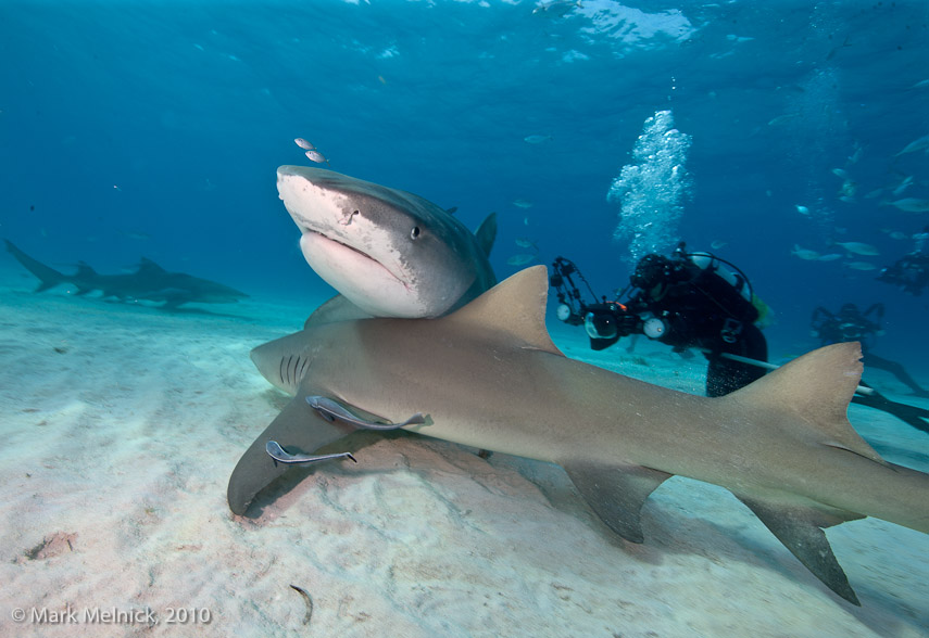 Shark Traffic