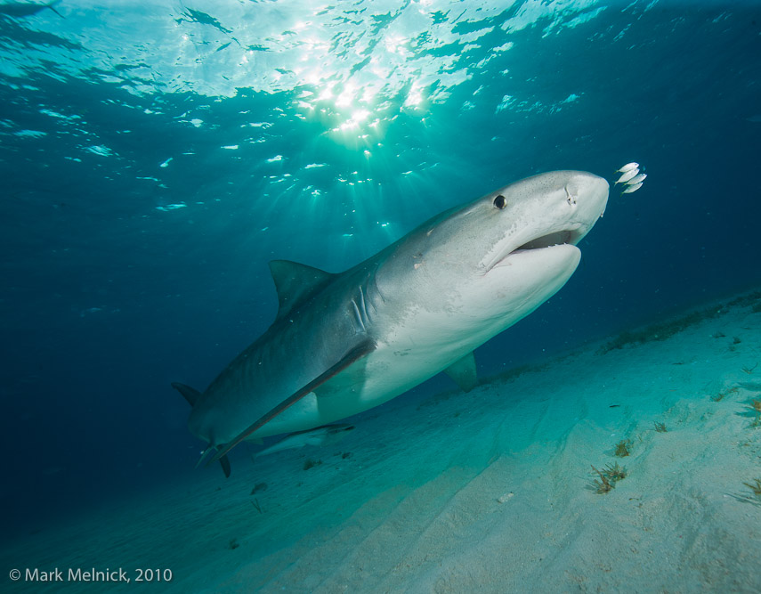 Emma, the 14 foot Tiger Shark