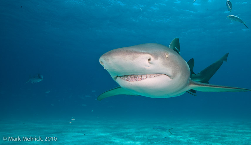 Lemon Sharks Smile