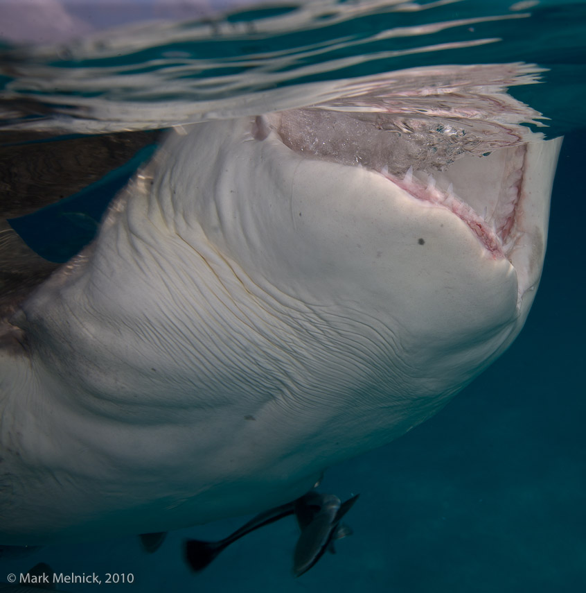 Lemon Shark Getting Teased