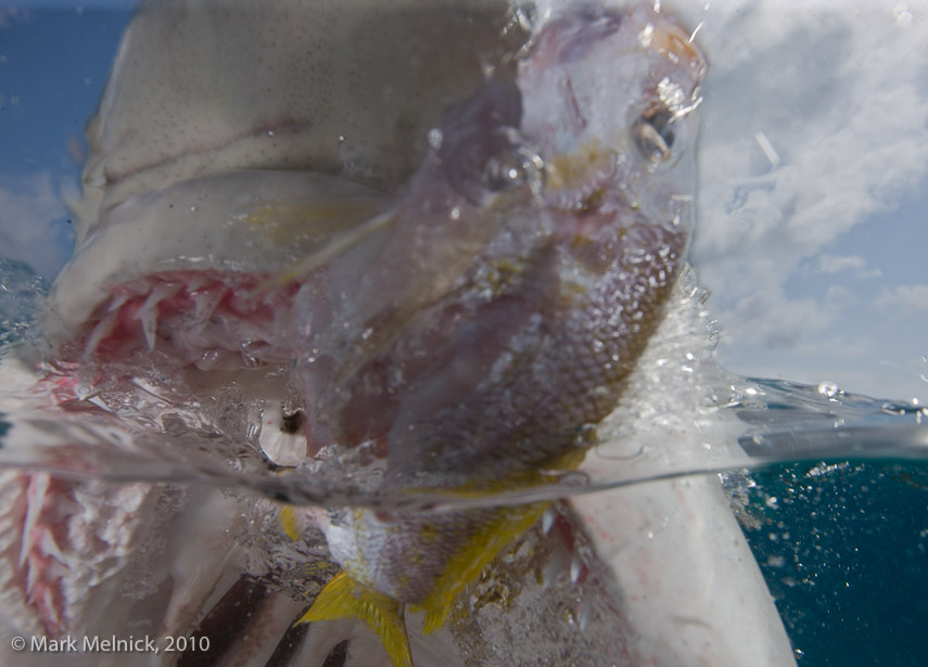 Feeding a Lemon Shark