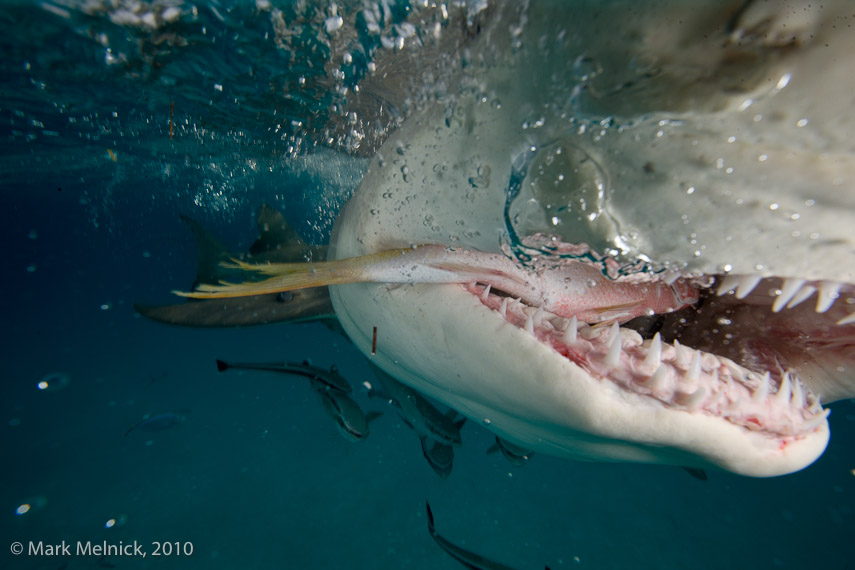 Feeding a Lemon Shark