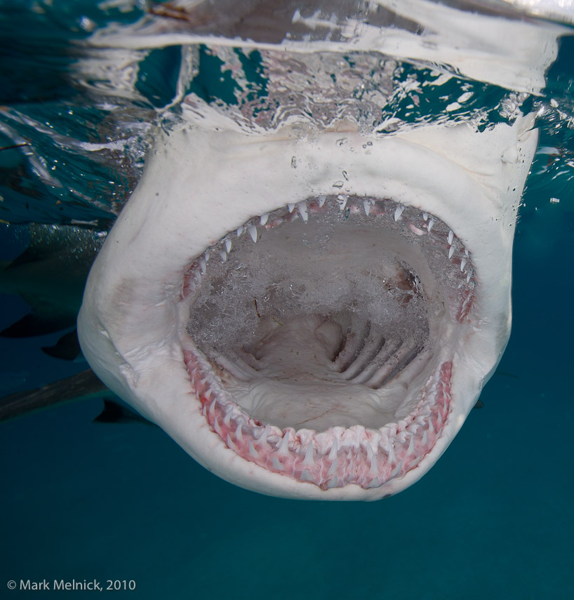 Lemon Sharks Smile