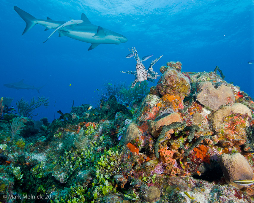 reef scence